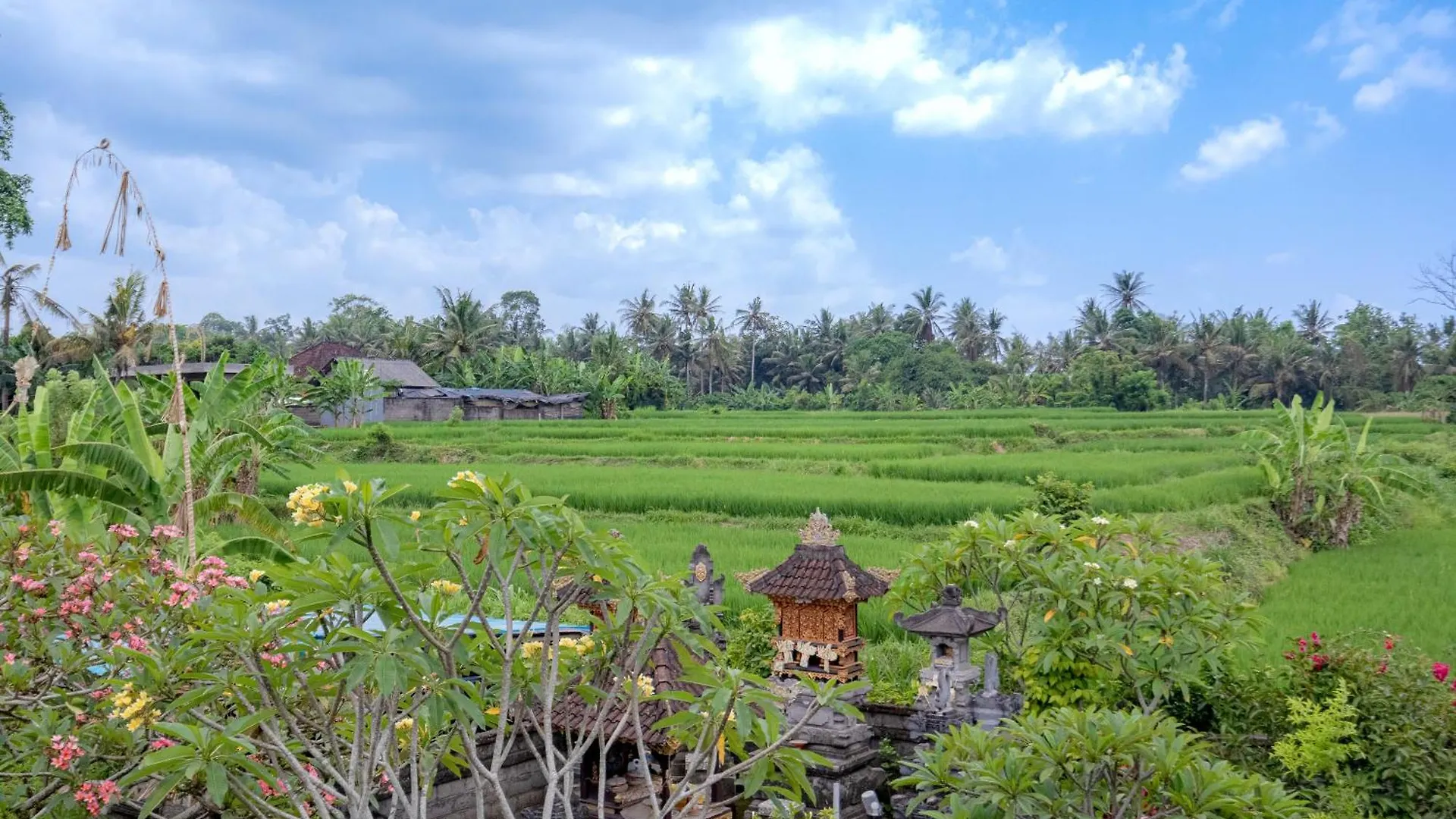 Forest In Bali Ubud  0*, Ubud (Bali) Indonesia